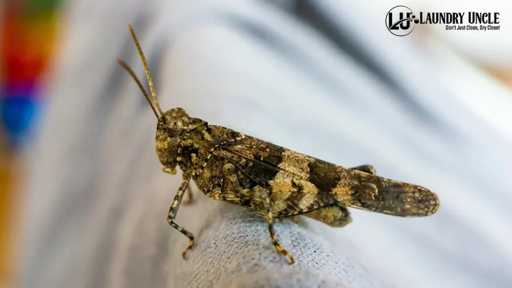 How to Control Insects That Eat Clothes